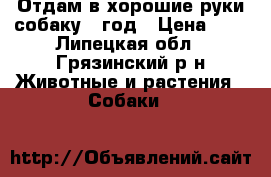 Отдам в хорошие руки собаку 1 год › Цена ­ 1 - Липецкая обл., Грязинский р-н Животные и растения » Собаки   